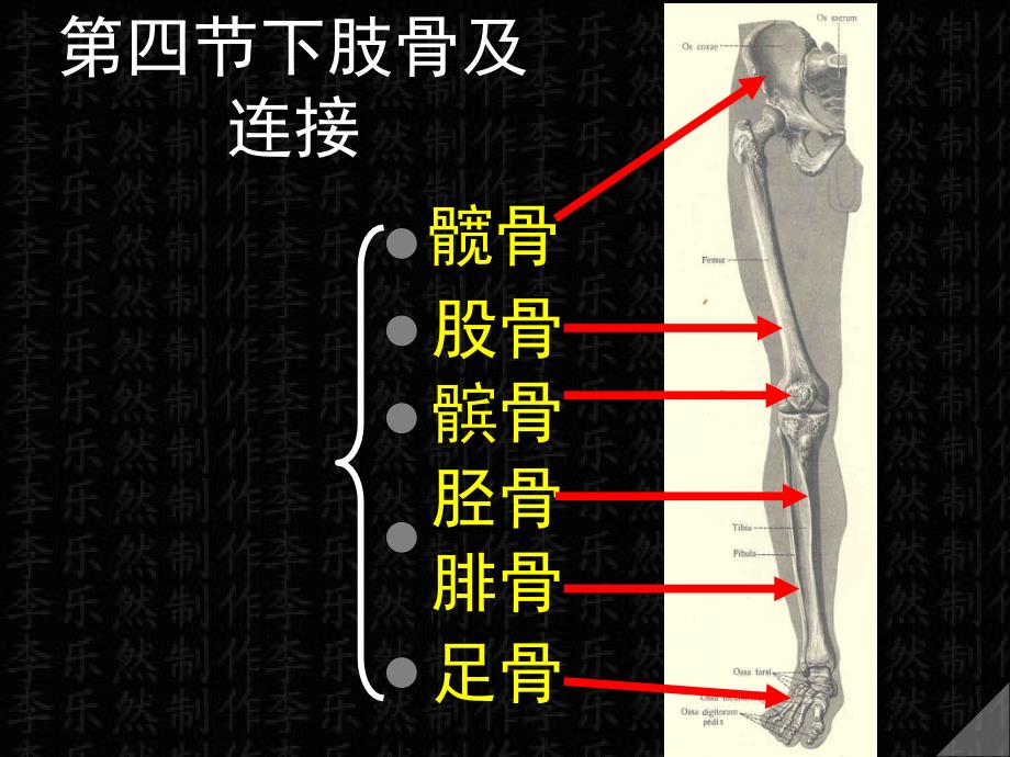 下肢骨及连接_第1页