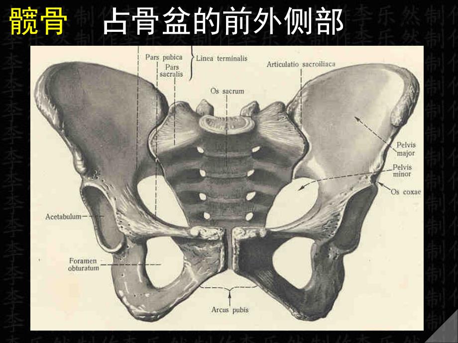 下肢骨及连接_第2页