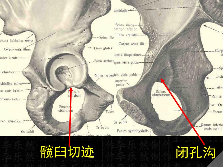 下肢骨及连接_第4页