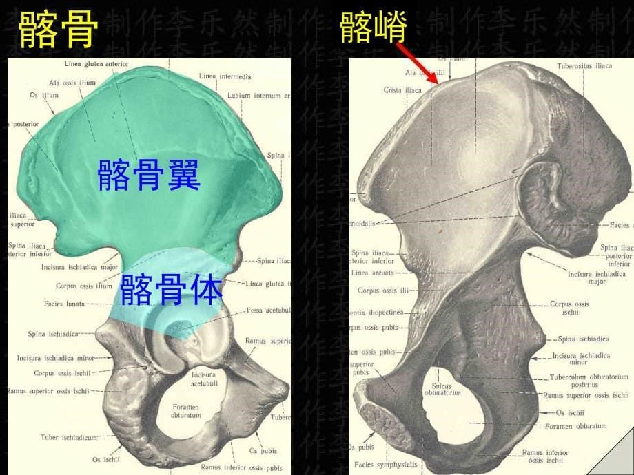 下肢骨及连接_第5页