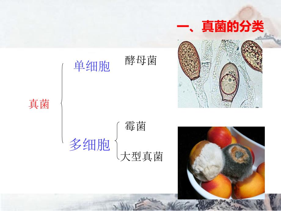 第三节真菌课件_第3页