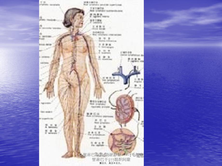 心脏淋巴导管↑动脉静脉←←↑毛细血管淋巴干↓↑↑组织间隙课件_第3页