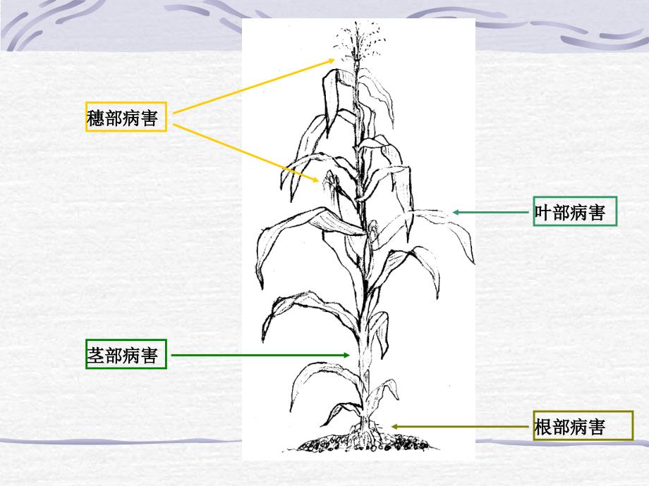 玉米常见病害_第2页