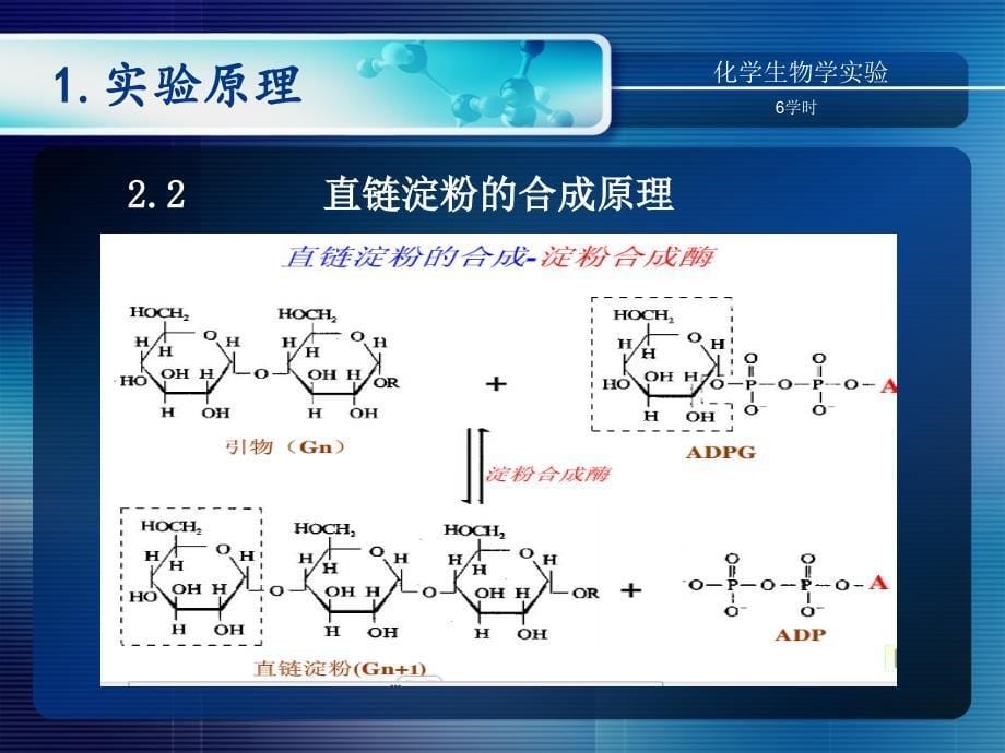 土豆磷酸化酶的分离及直链淀粉的酶合成_第5页