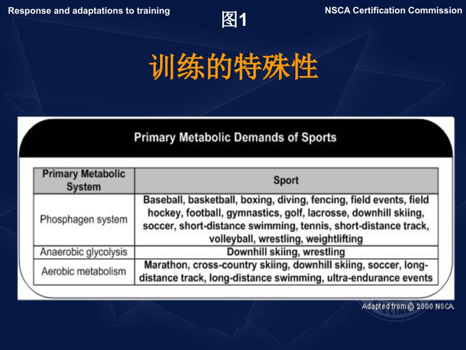 体能训练的反应和适应PPT优秀课件_第4页