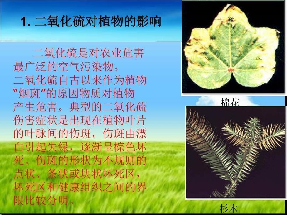 大气污染对植物的危害.ppt_第5页