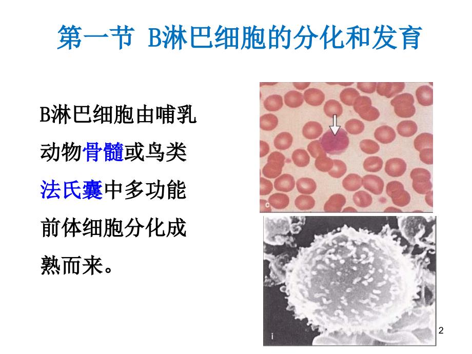 医学免疫学：9 B淋巴细胞_第2页