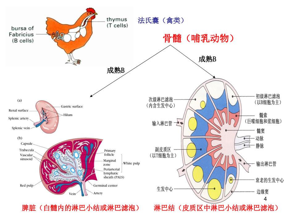 医学免疫学：9 B淋巴细胞_第4页