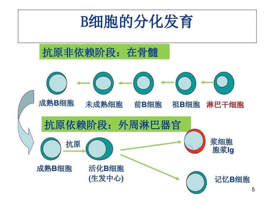 医学免疫学：9 B淋巴细胞_第5页