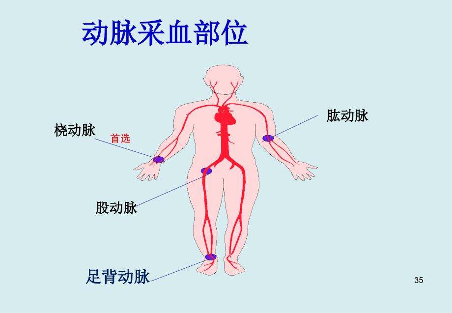 动脉采血部位解剖PPT课件_第3页