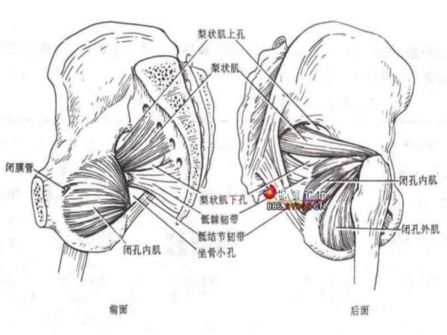 梨状肌损伤综合征ppt课件_第5页