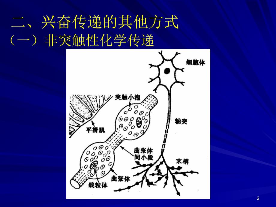 七突触的可塑性_第2页