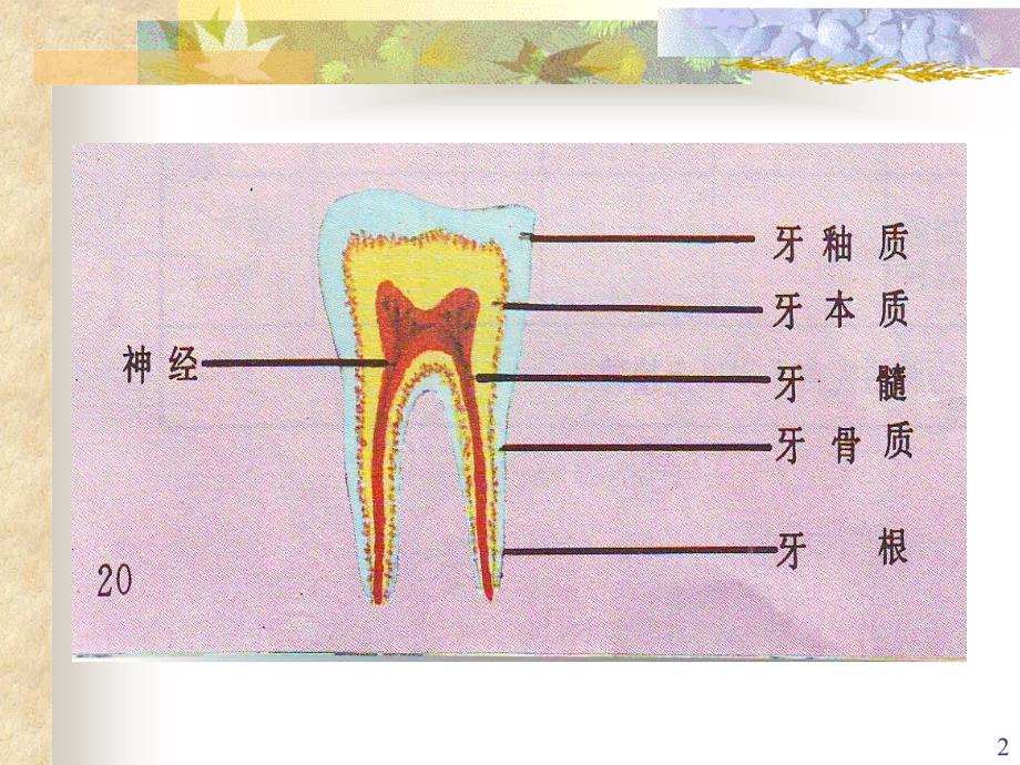 牙齿专题教育PPT课件.ppt_第2页