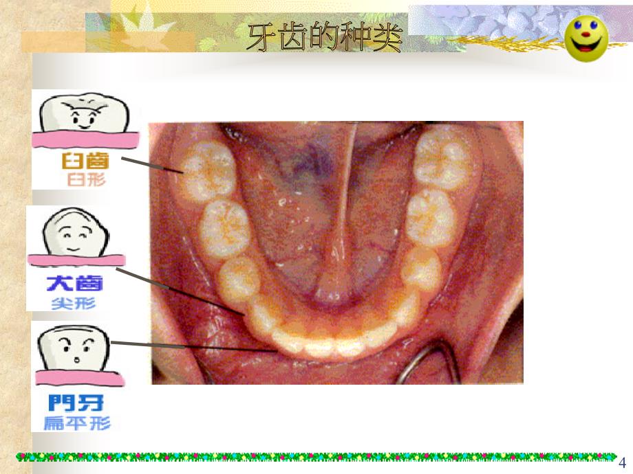 牙齿专题教育PPT课件.ppt_第4页