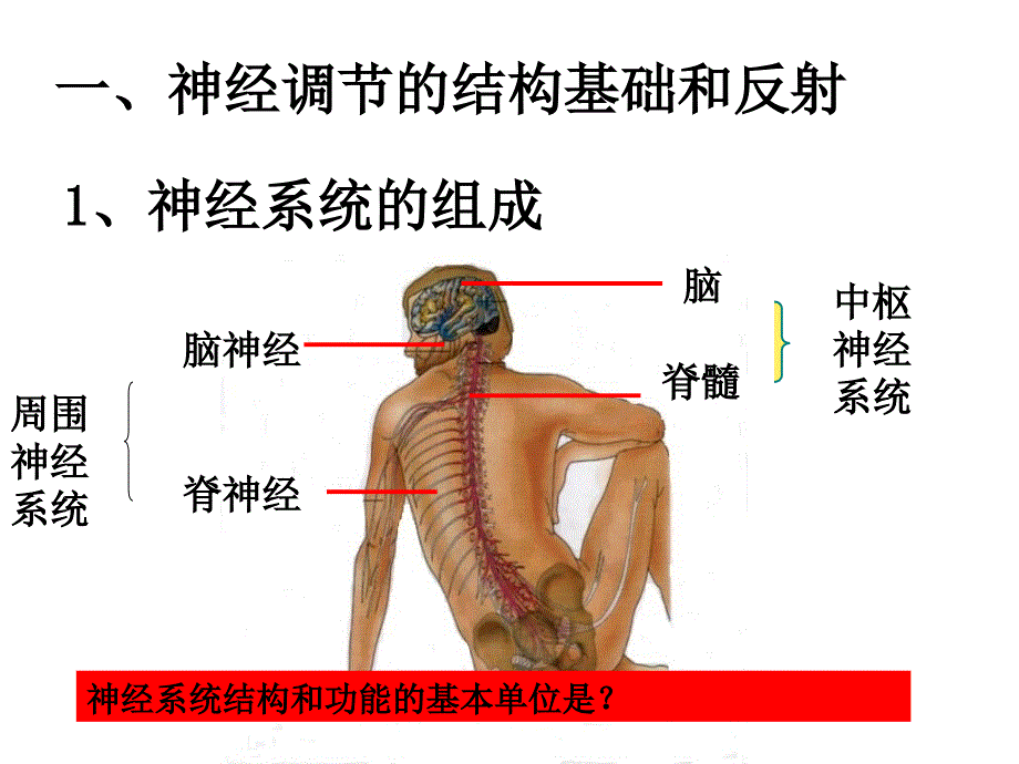 最新通过神经系统的调节上课很实用PPT文档_第3页