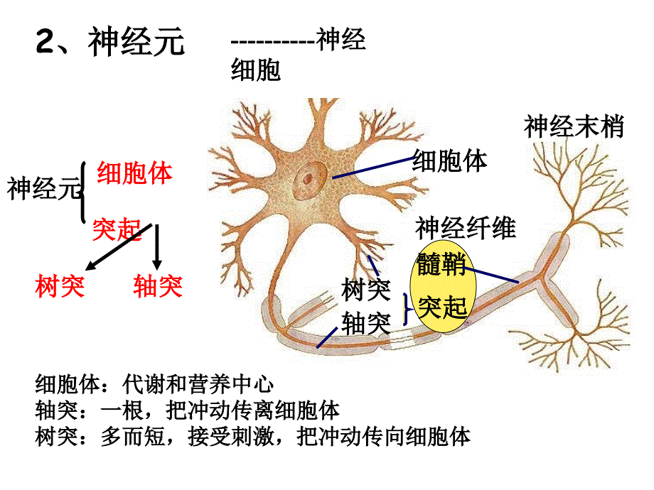 最新通过神经系统的调节上课很实用PPT文档_第4页