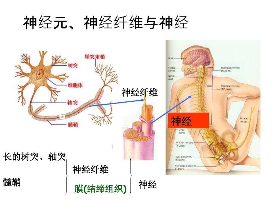 最新通过神经系统的调节上课很实用PPT文档_第5页