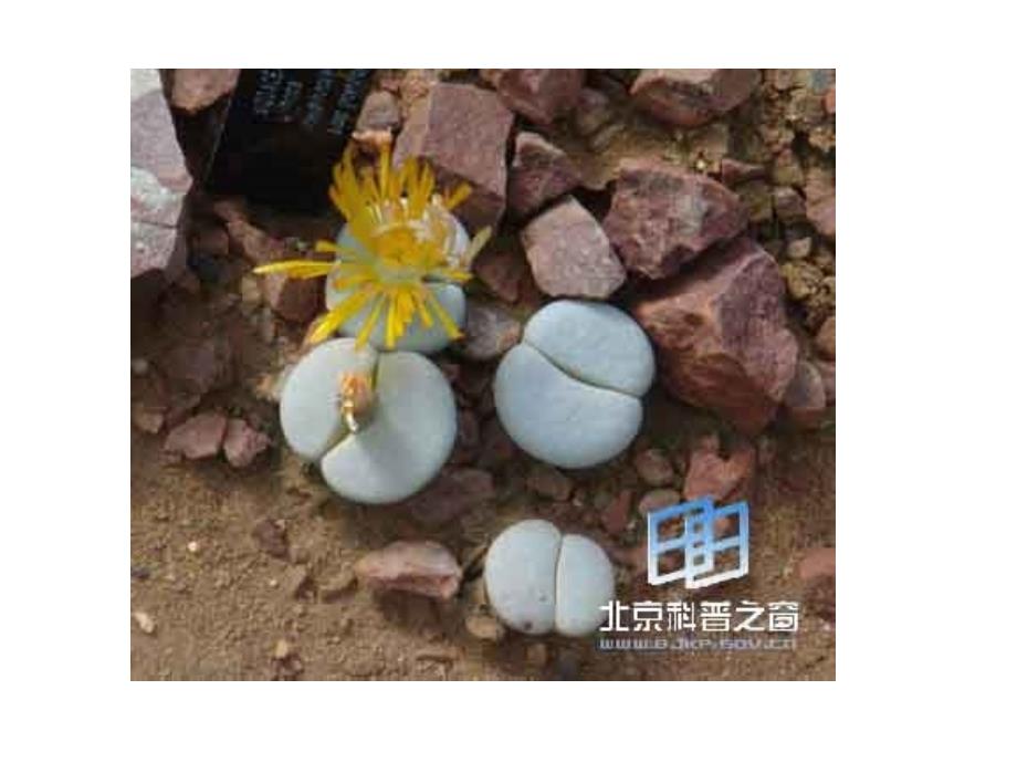 植物逆境信息传递研究进展PPT_第4页