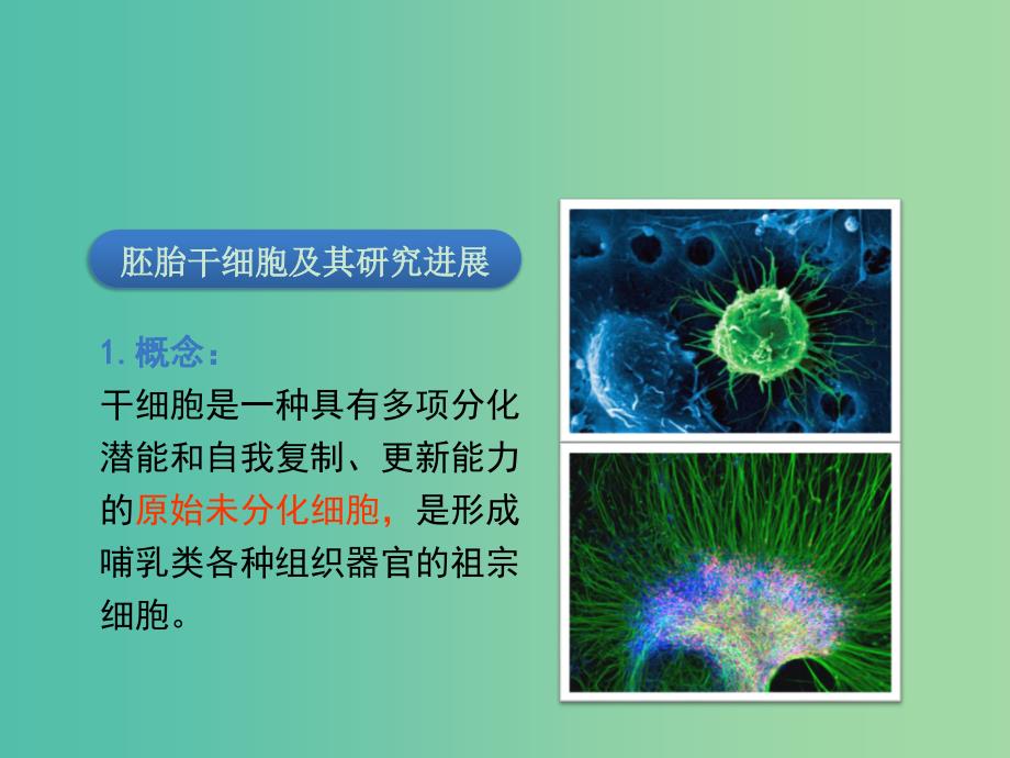 高中生物第三章胚胎工程3.2胚胎干细胞的研究及其应用课件苏教版.ppt_第5页