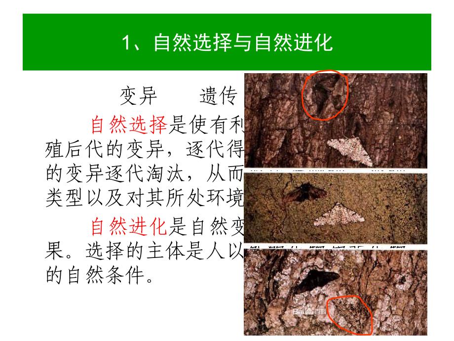 园艺植物育种学课件_第4页