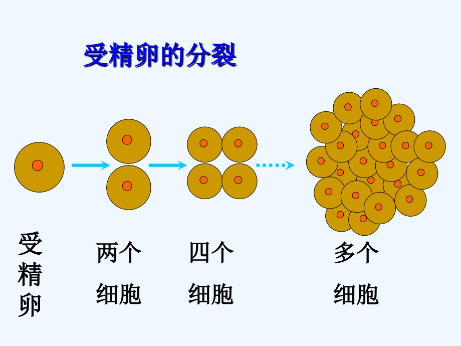 第二节动物的结构层次_第4页