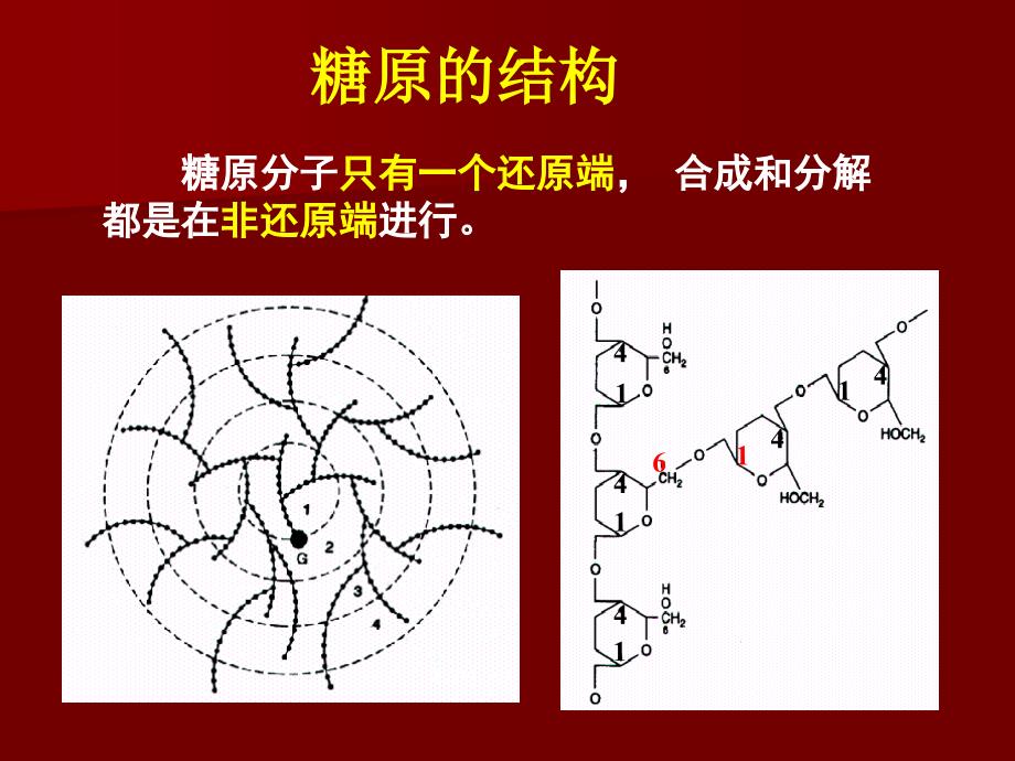 第26章糖原的分解和生物合成_第3页