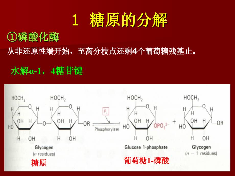 第26章糖原的分解和生物合成_第4页