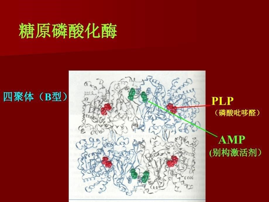 第26章糖原的分解和生物合成_第5页