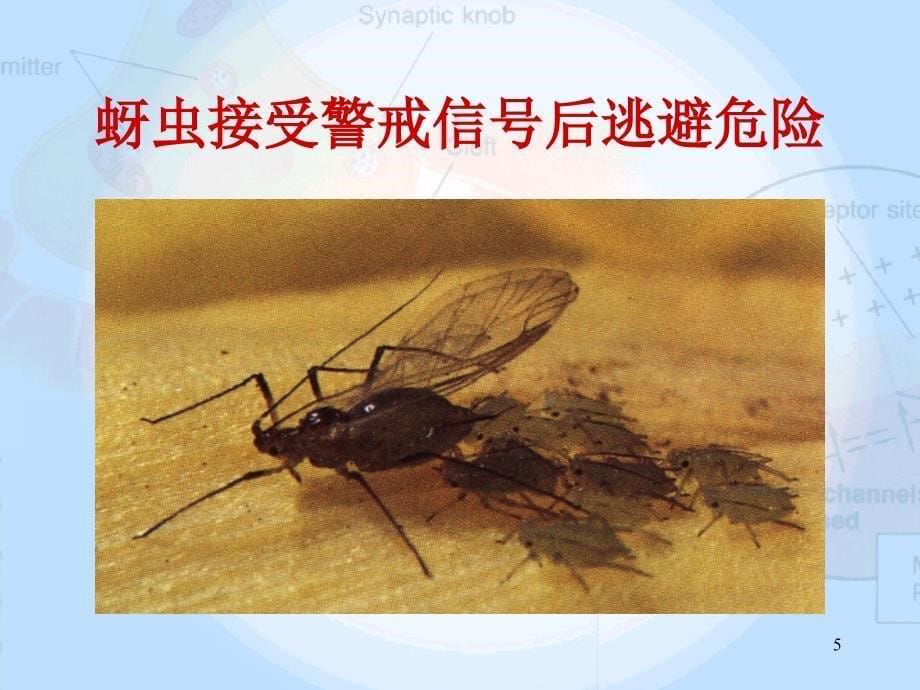 生命科学与生物技术导论：07讲-生命的信息传递与处理_第5页