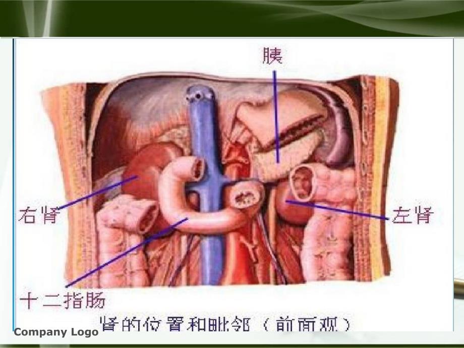 肾切除护理查房_第4页