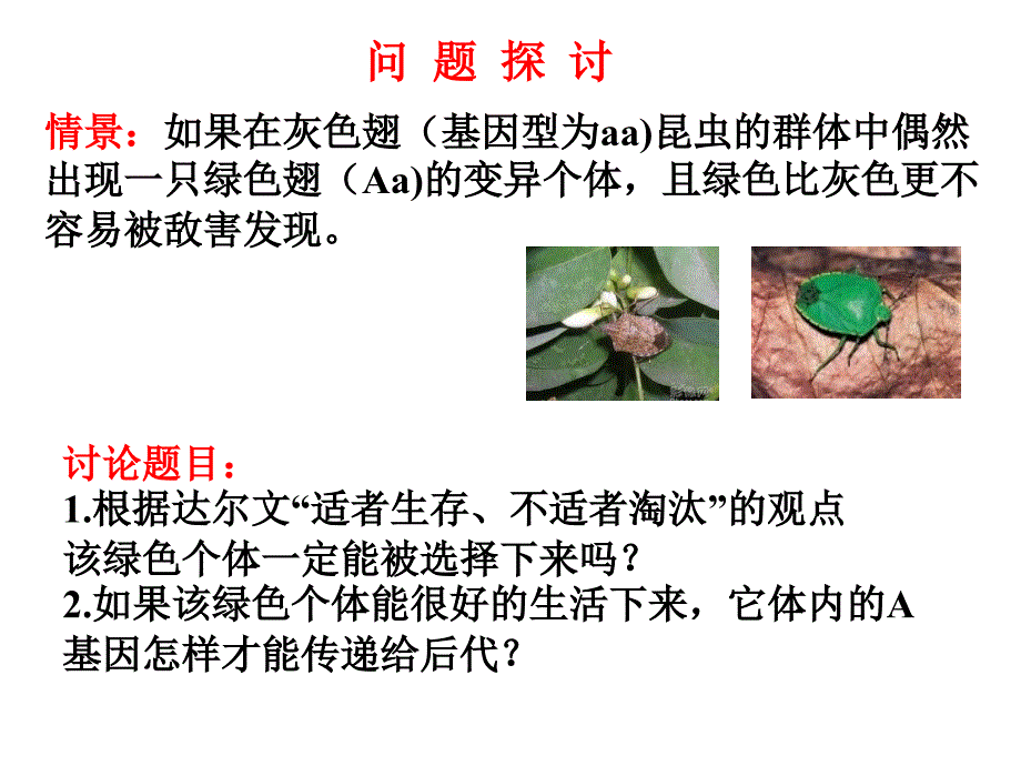 现代生物进化理论的主要内容（上课用）ppt课件_第3页