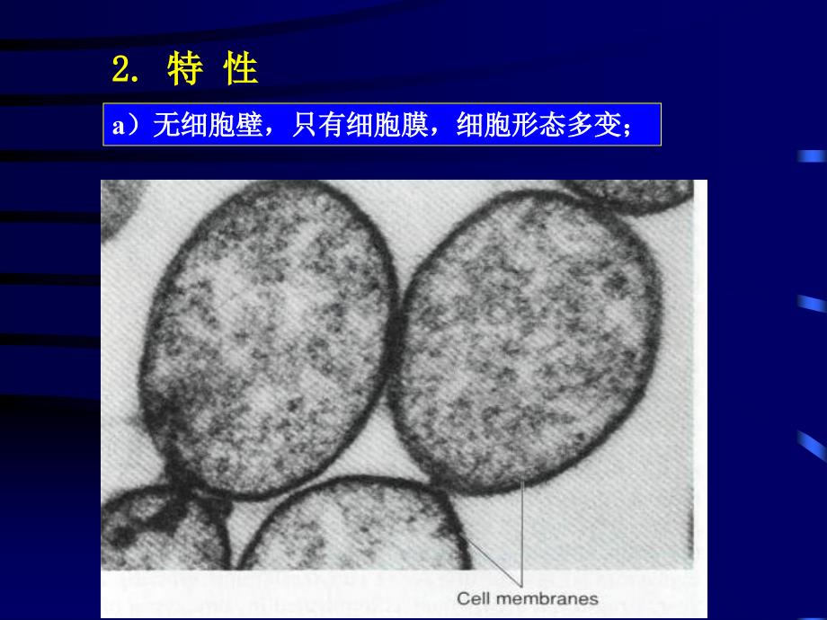 微生物学教程第一章三体_第4页