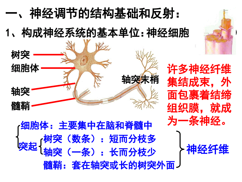 初中三年级生物上册第一课时课件_第2页