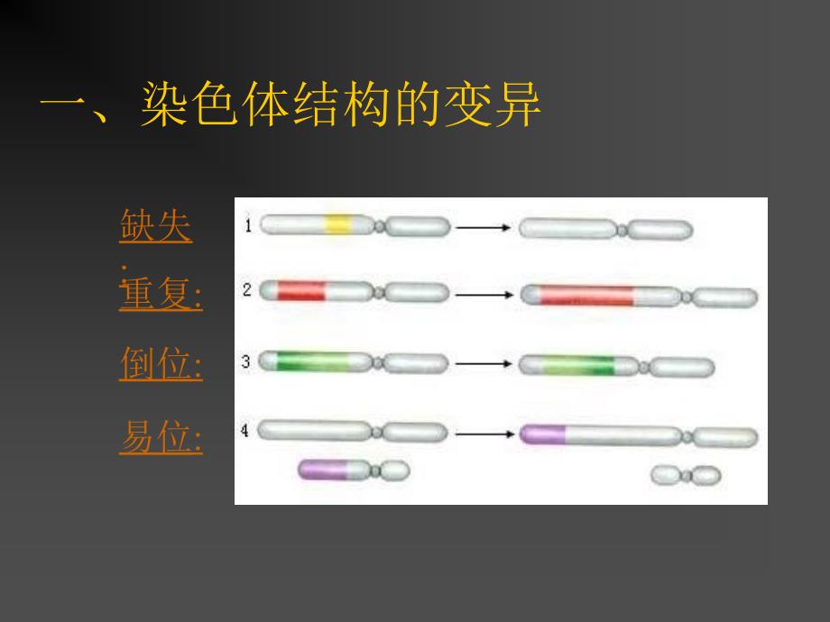 生物的变异之染色体变异_第4页