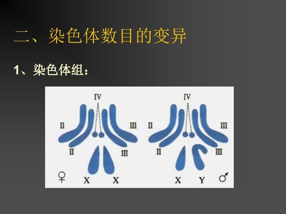 生物的变异之染色体变异_第5页