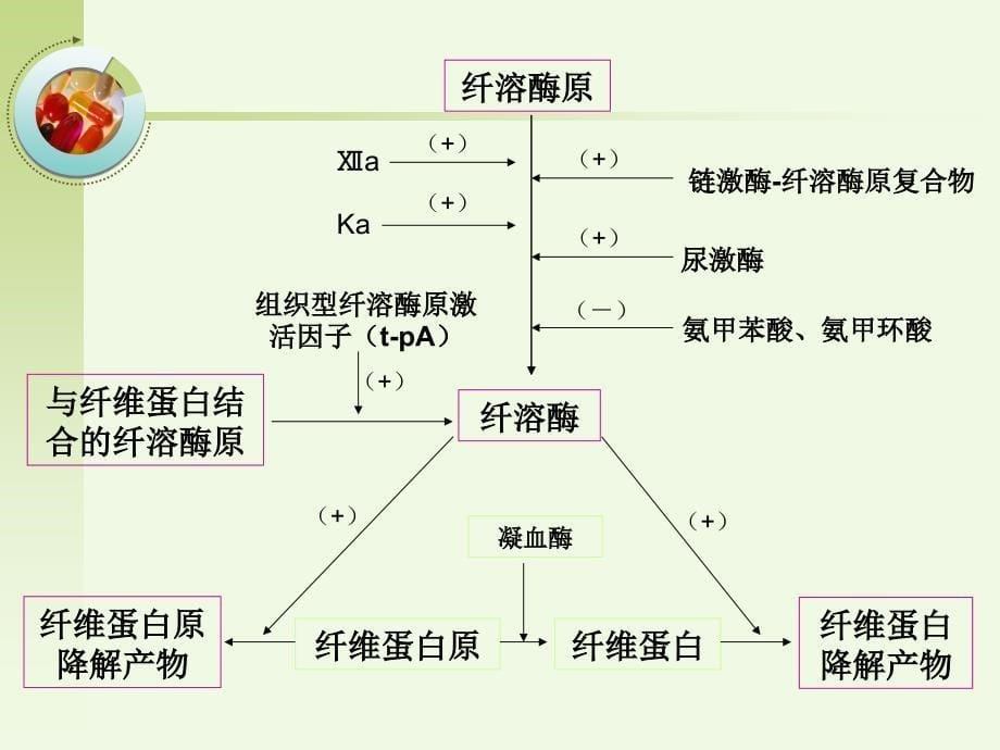 《造血系统》PPT课件_第5页