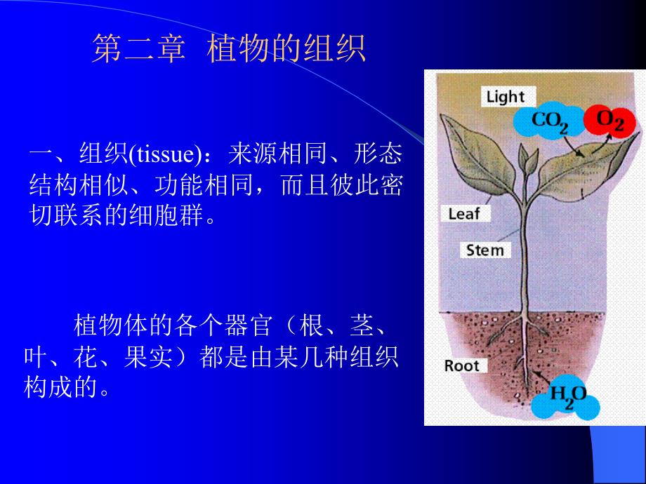 第二章药用植物学组织_第1页