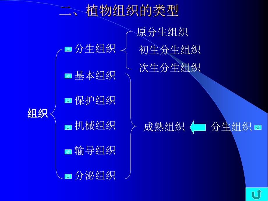 第二章药用植物学组织_第2页