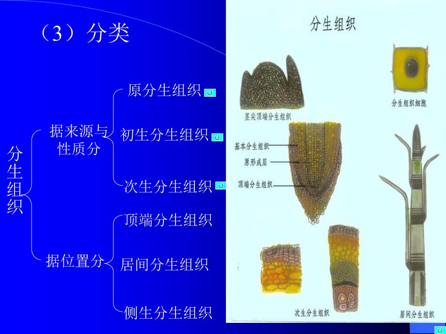 第二章药用植物学组织_第4页