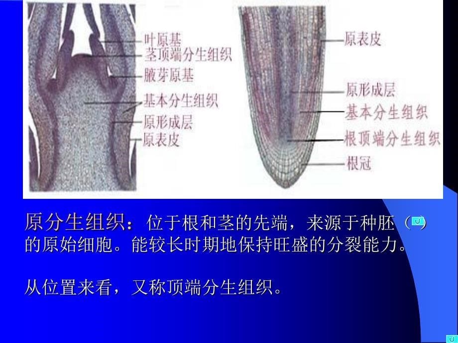 第二章药用植物学组织_第5页