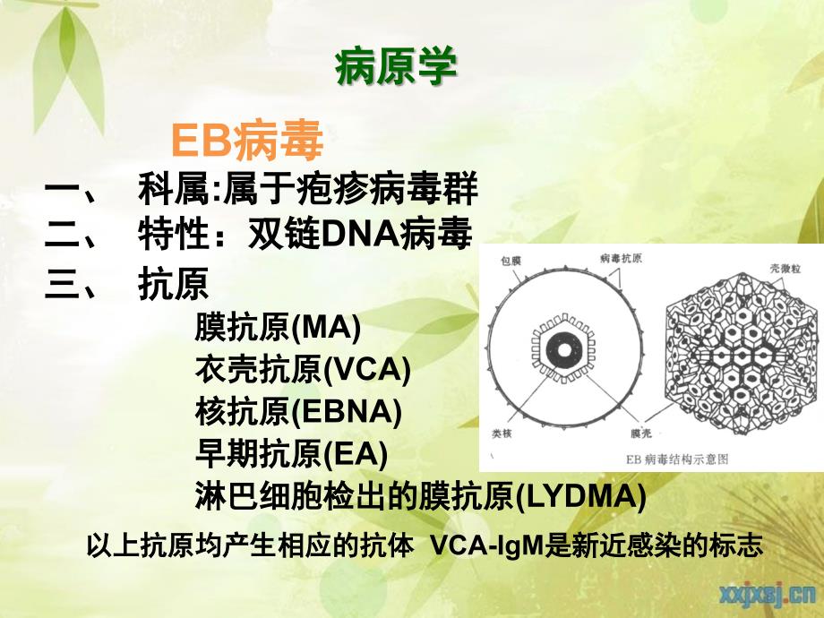 传染性单核细胞增多症IM课件_第3页