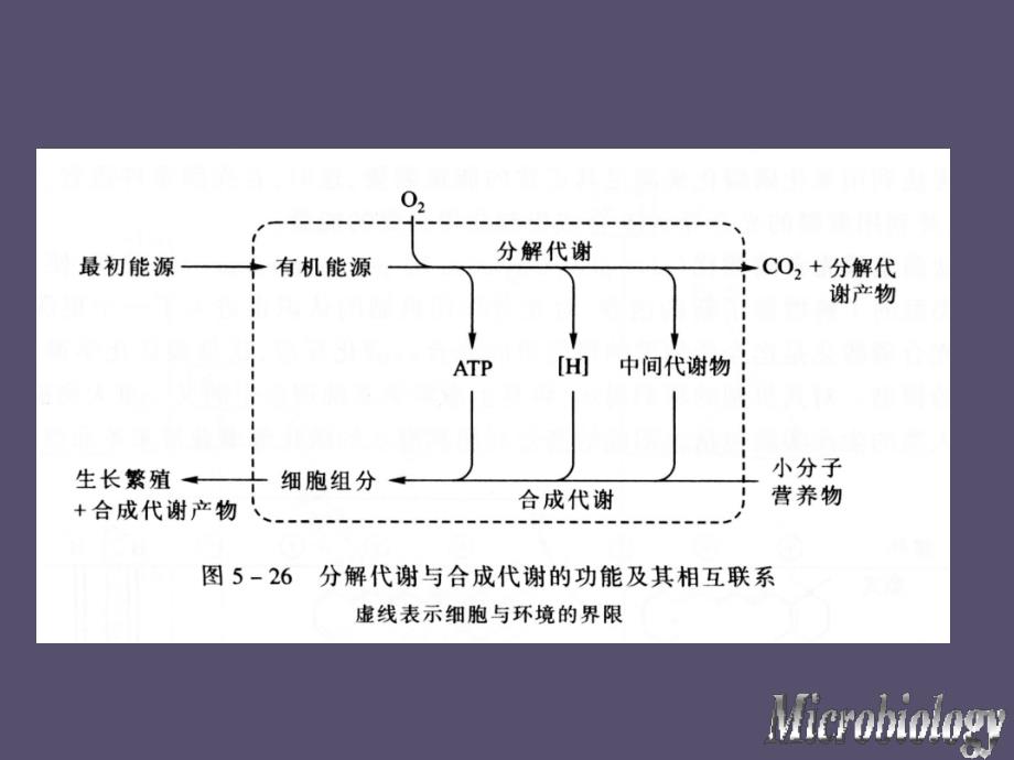 第五章微生物的代谢_第3页