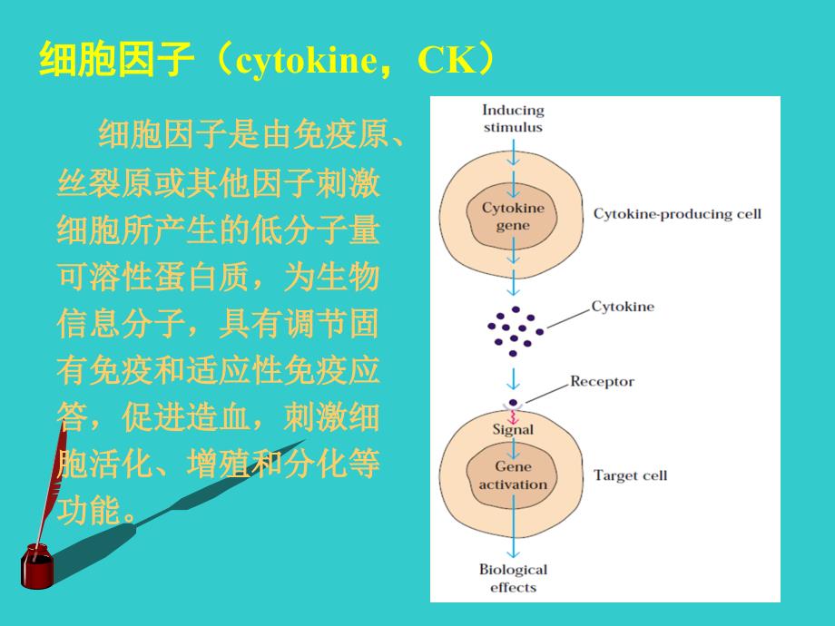 免疫学与免疫系统疾病：第6章 细胞因子_第4页