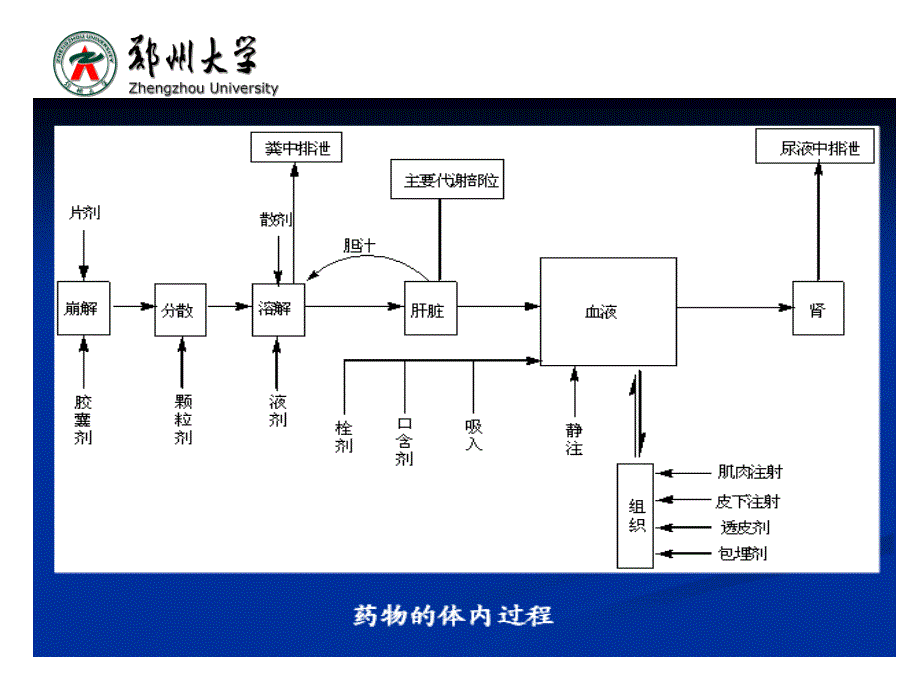 生物化学：第十三章 药物在体内的转运与代谢转化_第4页