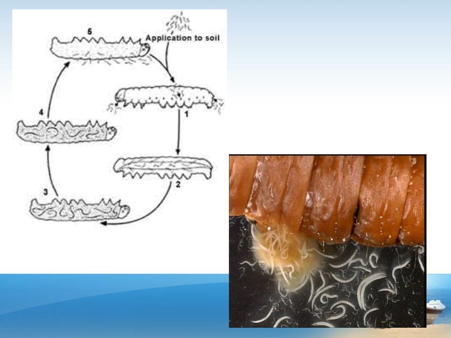 昆虫病原微生物入侵机制_第4页