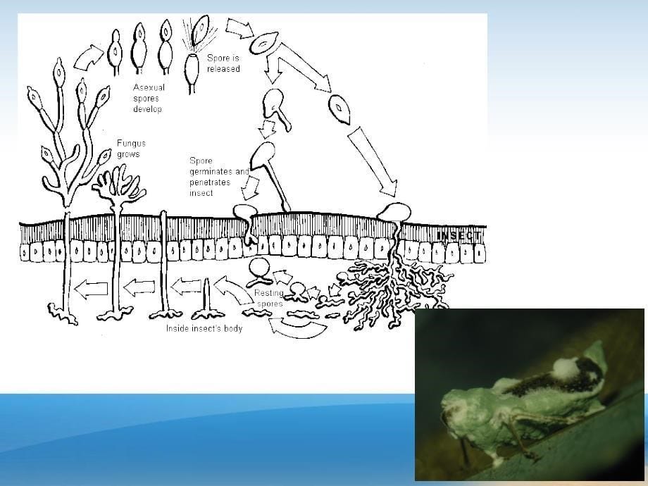 昆虫病原微生物入侵机制_第5页