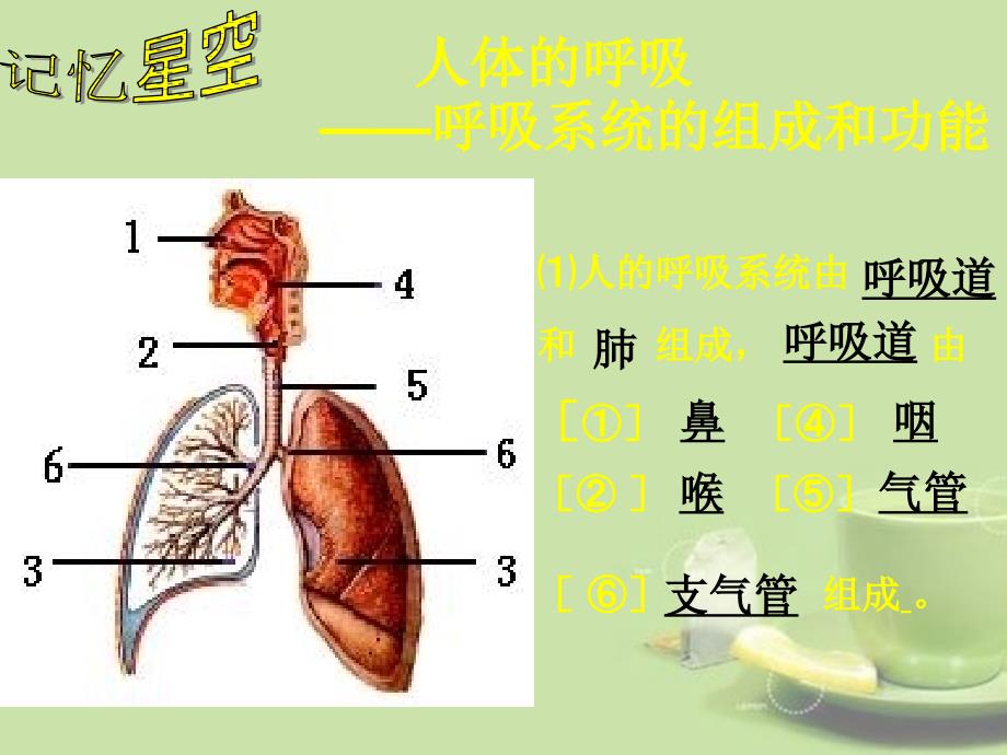 甘肃省会宁县七年级生物下册《人体生命活动的能量供给》课件_第2页