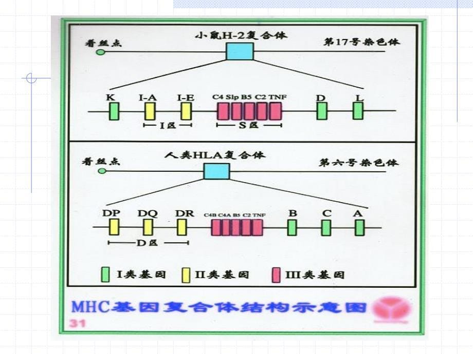 人类白细胞抗原_第5页