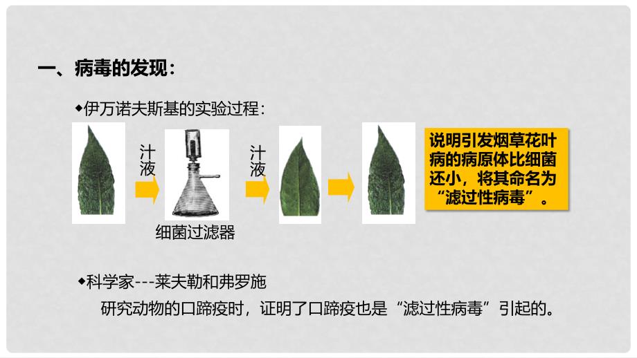 八年级生物上册 5.5《病毒》教学课件 （新版）新人教版_第3页