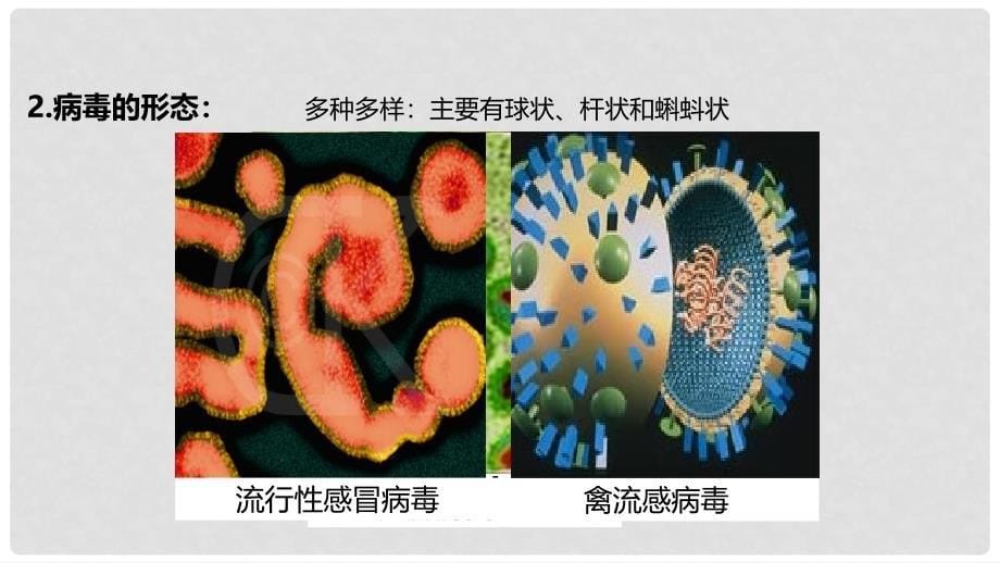 八年级生物上册 5.5《病毒》教学课件 （新版）新人教版_第5页